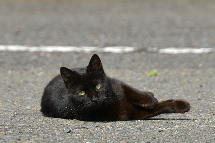 太田区のねこ