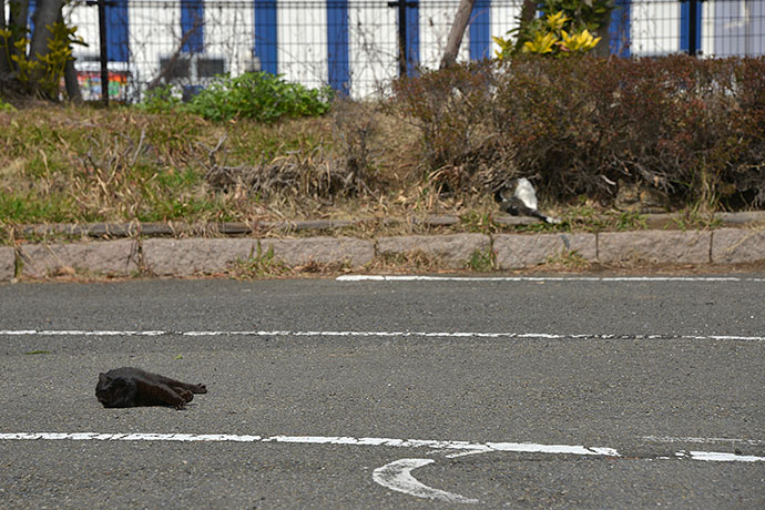 太田区のねこ