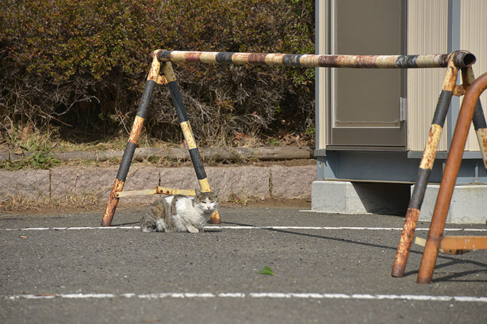 太田区のねこ