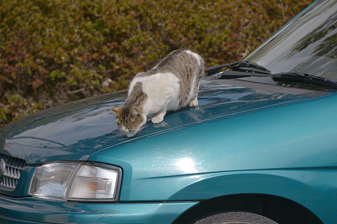 太田区のねこ
