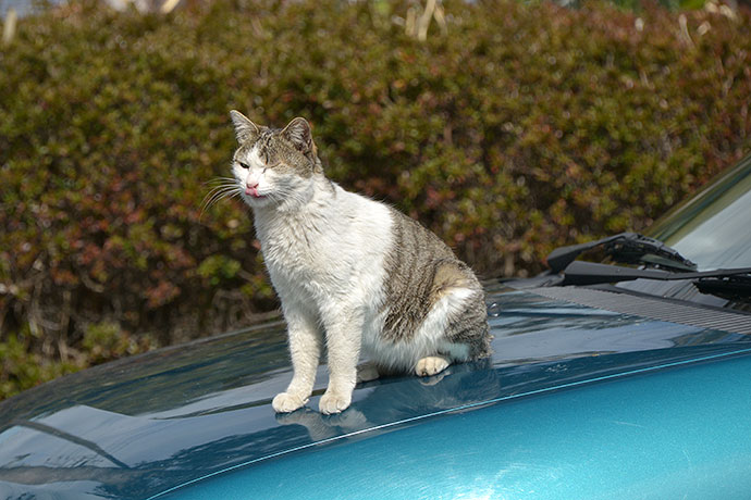 太田区のねこ