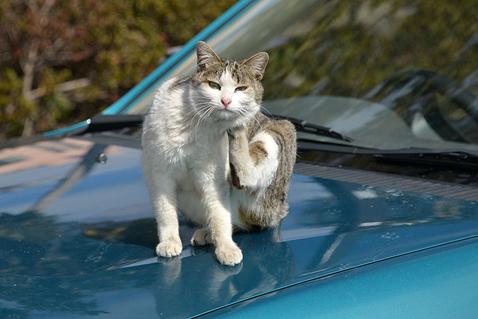 太田区のねこ