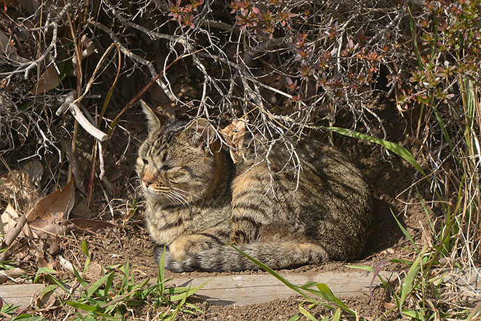 太田区のねこ