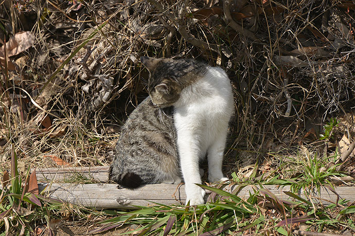 太田区のねこ