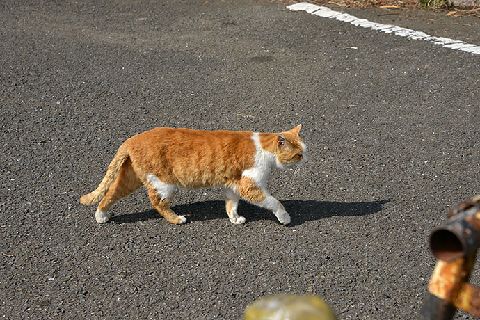 太田区のねこ