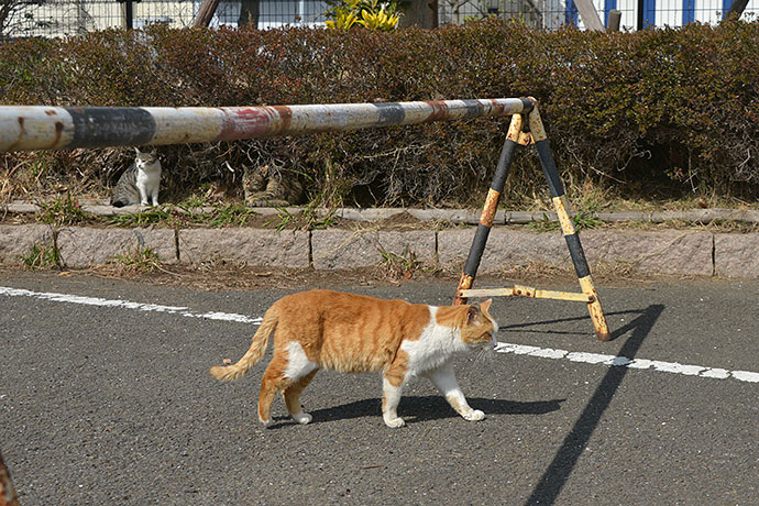 太田区のねこ