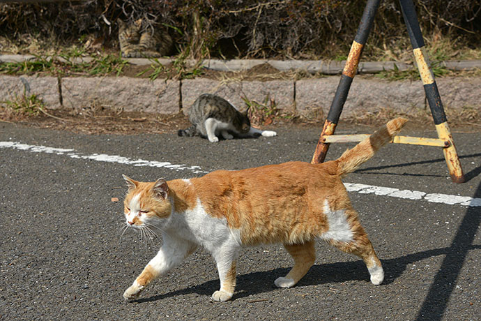 太田区のねこ