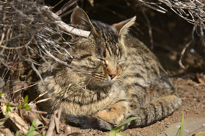 太田区のねこ