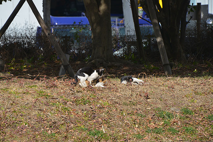 太田区のねこ