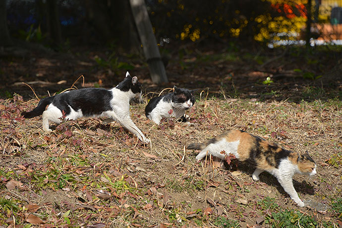 太田区のねこ