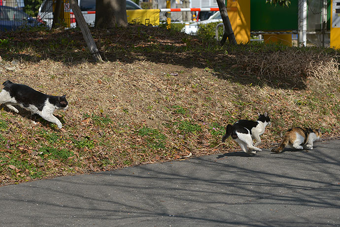 太田区のねこ