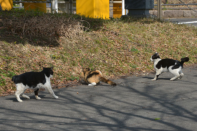 太田区のねこ