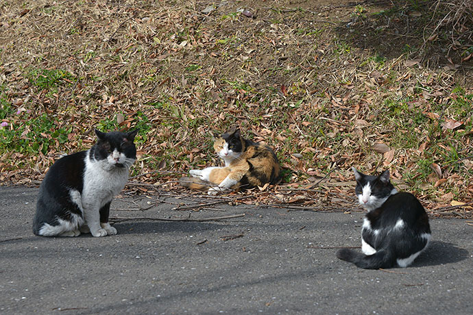 太田区のねこ