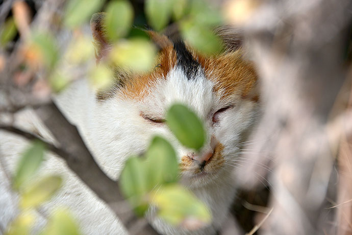 太田区のねこ