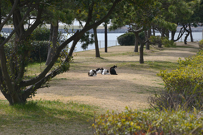 太田区のねこ