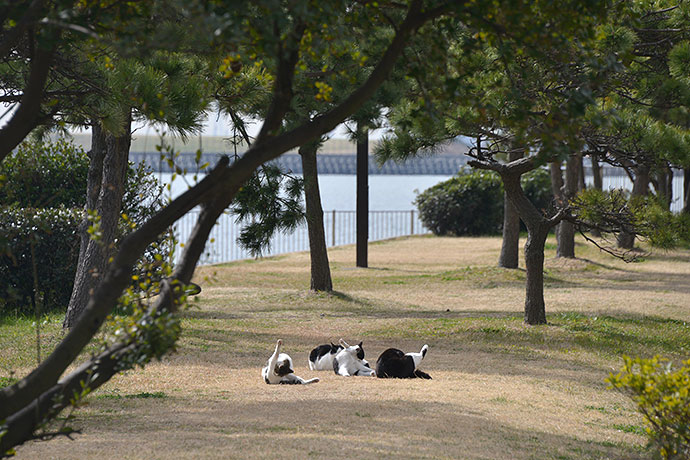 太田区のねこ