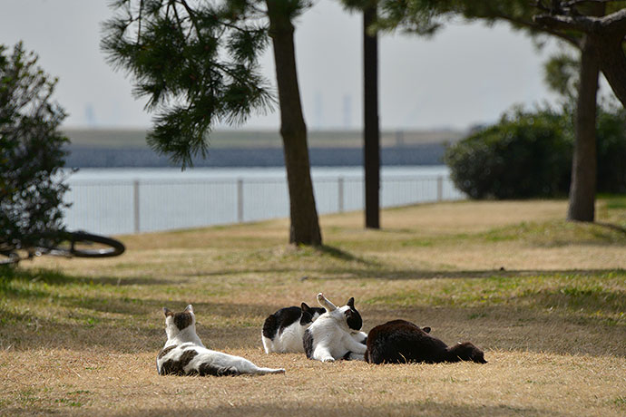 太田区のねこ