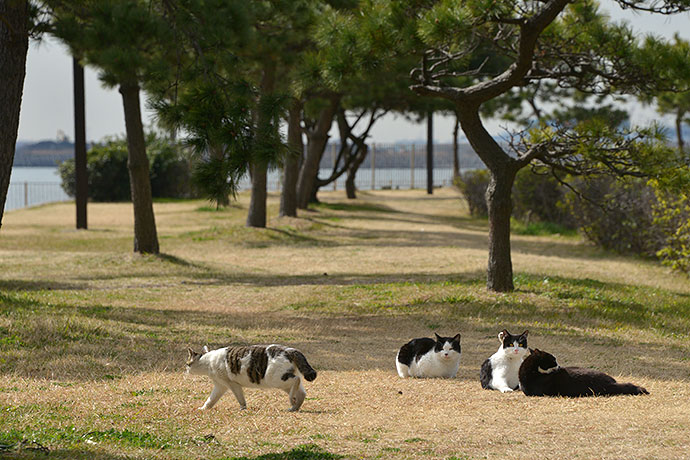 太田区のねこ