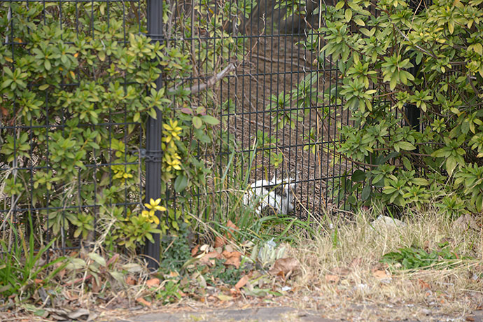 太田区のねこ