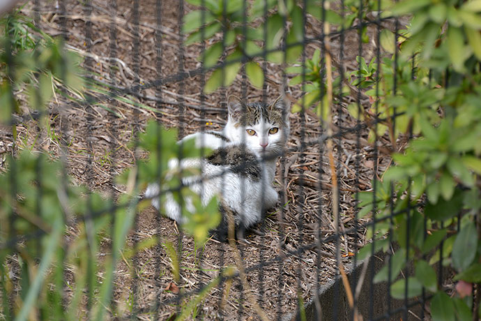 太田区のねこ