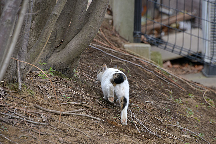 太田区のねこ
