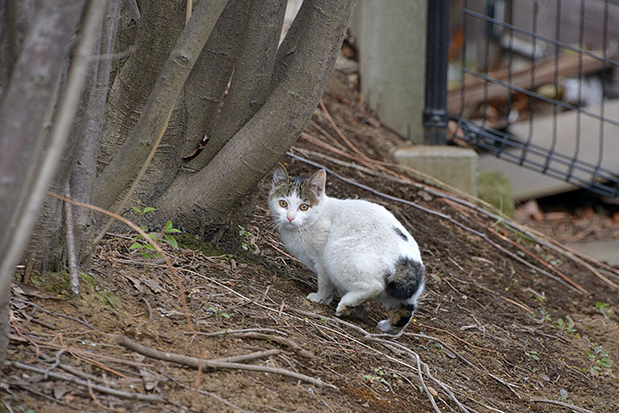 太田区のねこ