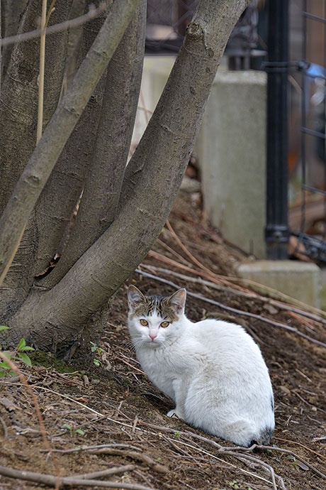 太田区のねこ