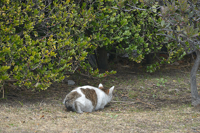 太田区のねこ