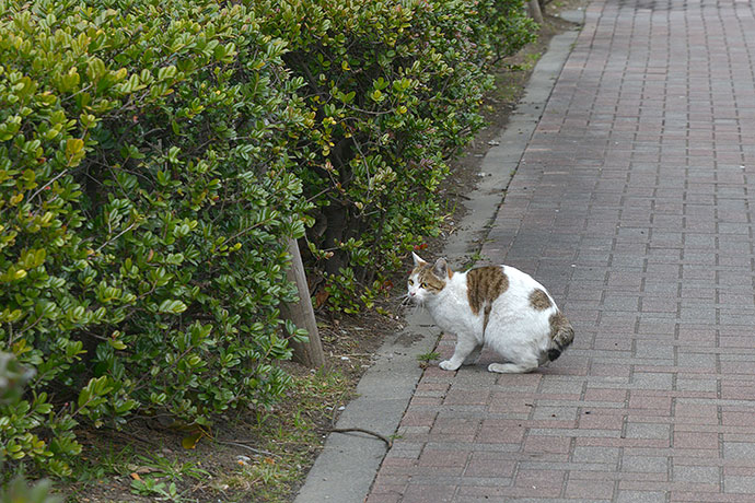 太田区のねこ
