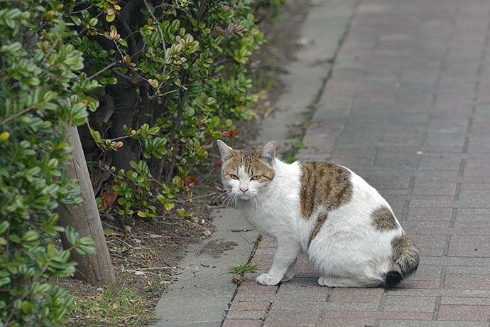 太田区のねこ