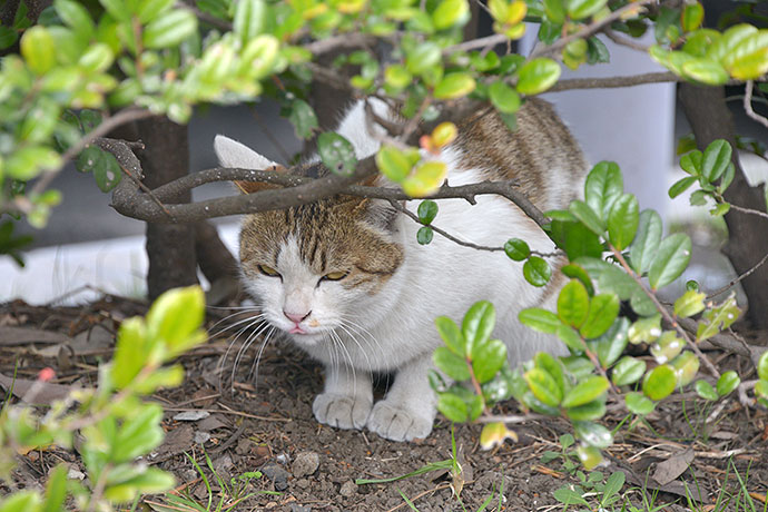 太田区のねこ