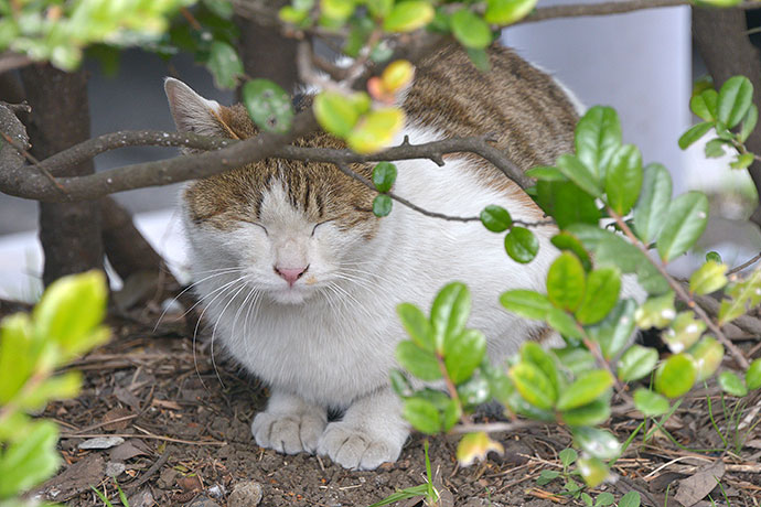 太田区のねこ