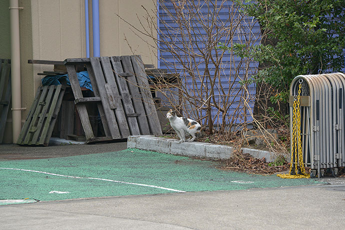 太田区のねこ