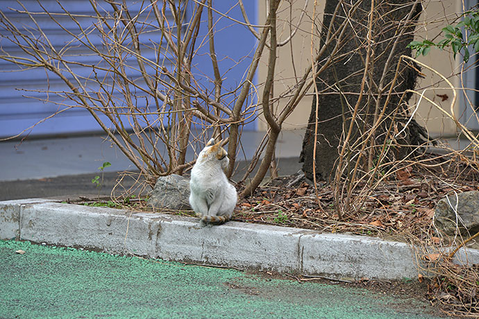 太田区のねこ