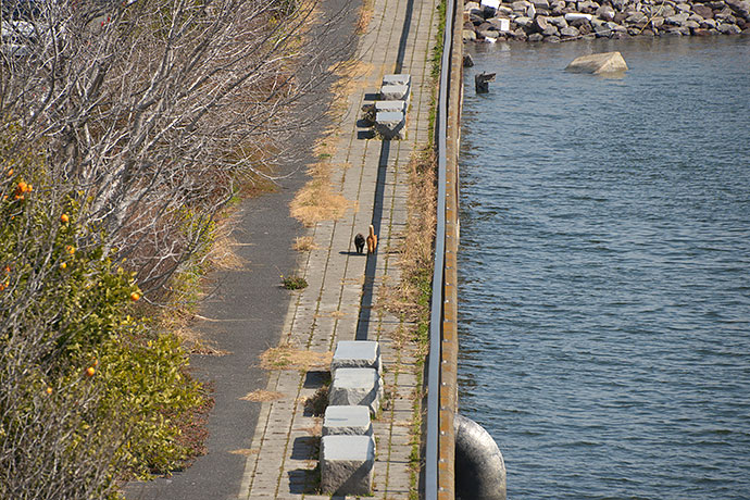 太田区のねこ