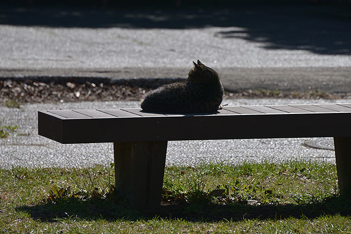 太田区のねこ