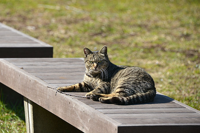 太田区のねこ