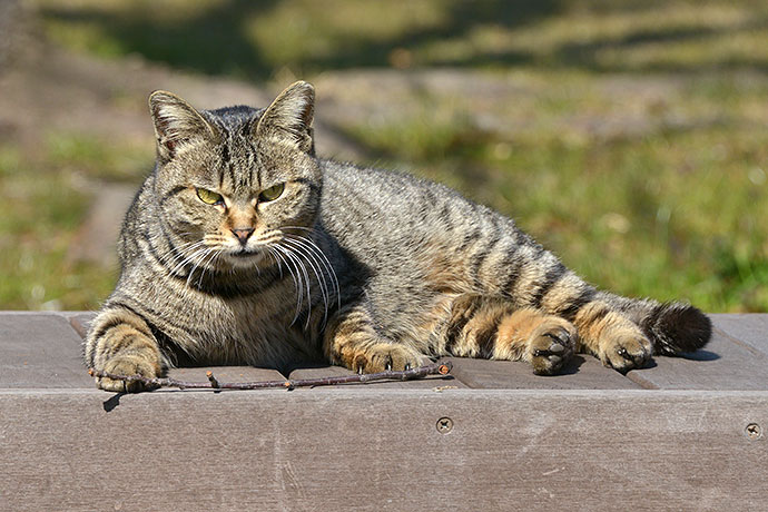 太田区のねこ
