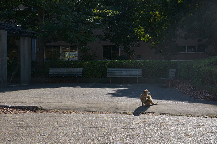 太田区のねこ
