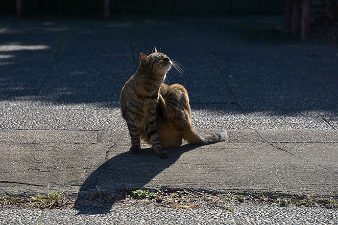 太田区のねこ