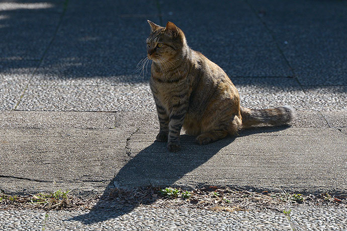 太田区のねこ