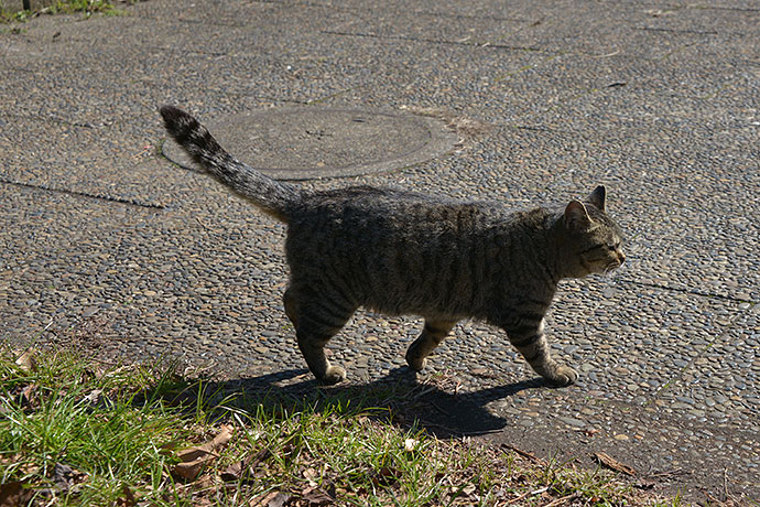 太田区のねこ