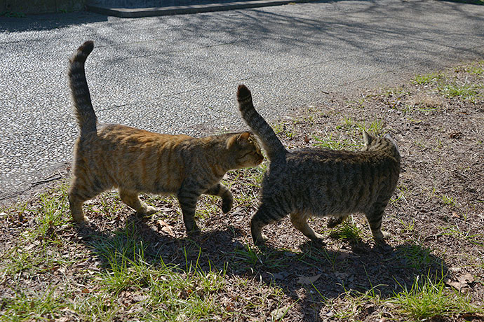 太田区のねこ