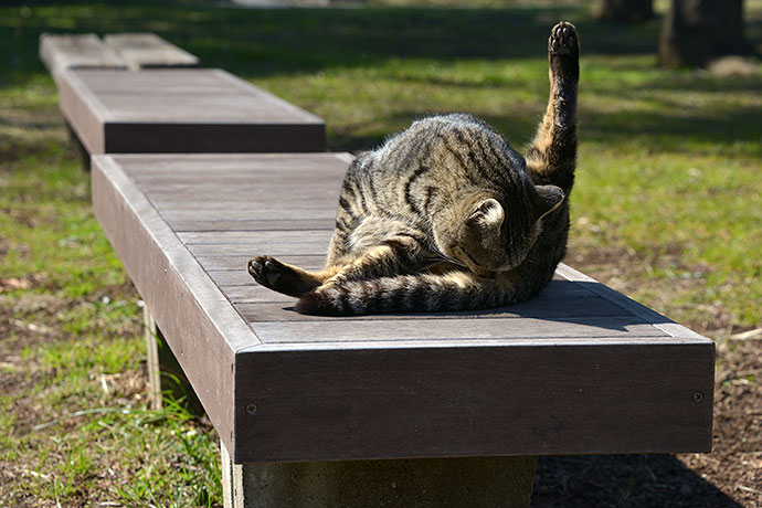 太田区のねこ