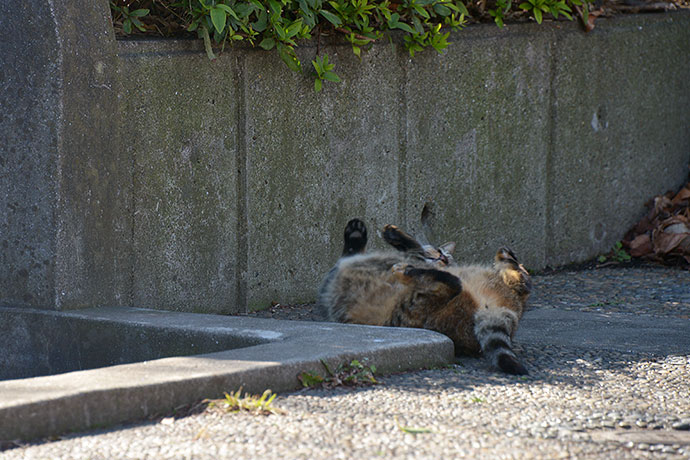 太田区のねこ