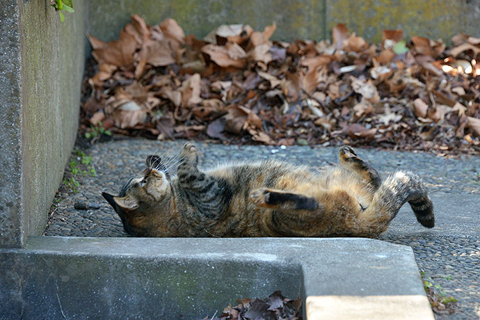 太田区のねこ