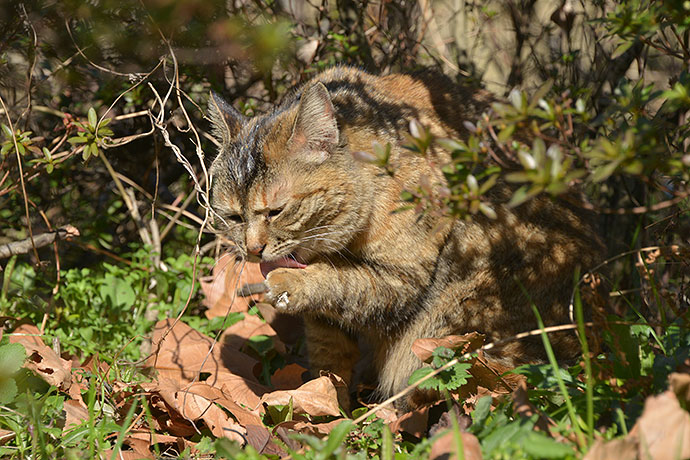 太田区のねこ