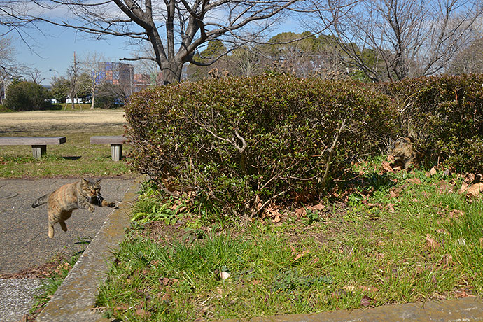 太田区のねこ