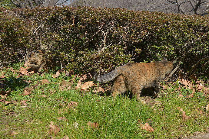 太田区のねこ