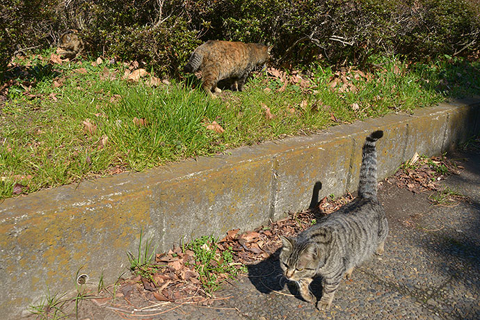 太田区のねこ